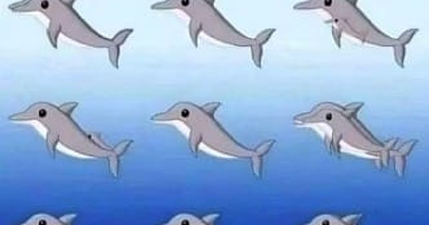 How many dolphins can you spot in the picture?