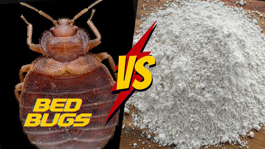 Natural Pest Control: Eliminate Bed Bugs and Household Pests with Diatomaceous Earth & Cloves