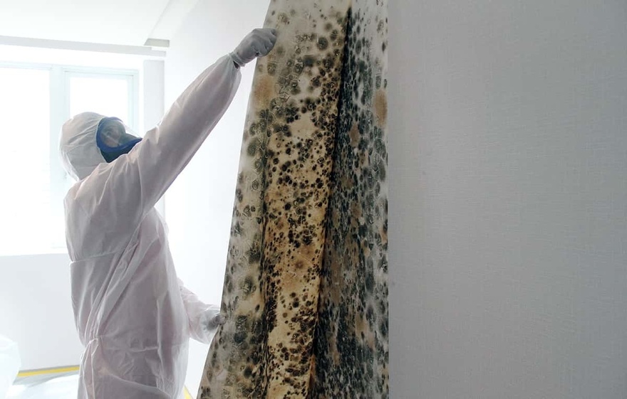 How to fix moldy or peeling walls in a few minutes without hiring a technician