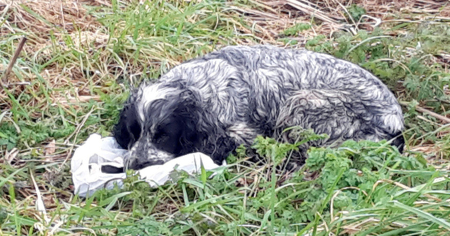 Cyclist sees a deserted dog with a plastic bag in its mouth, what’s inside sends shivers down his spine