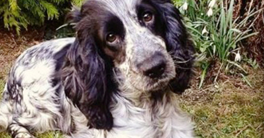 Cyclist sees a deserted dog with a plastic bag in its mouth, what’s inside sends shivers down his spine