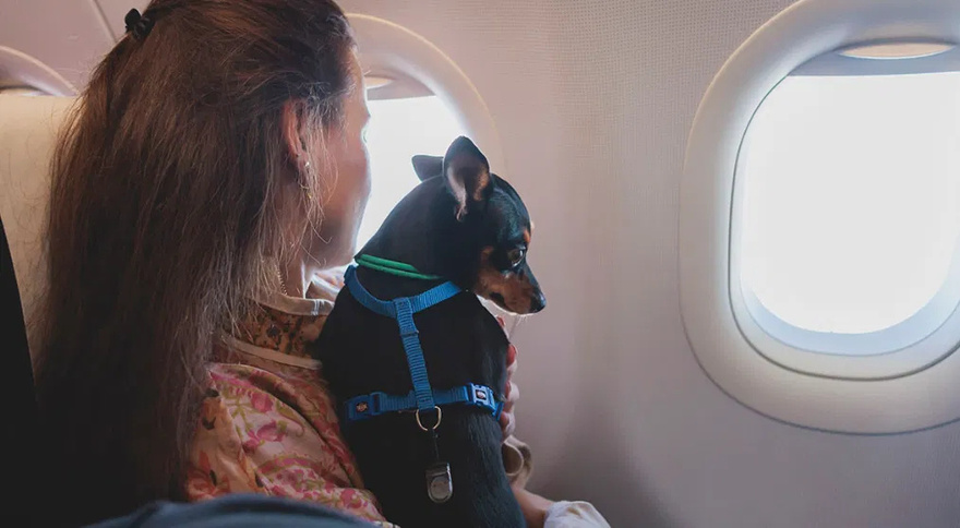 Airlines That Will Allow Dogs and Cats in The Cabin