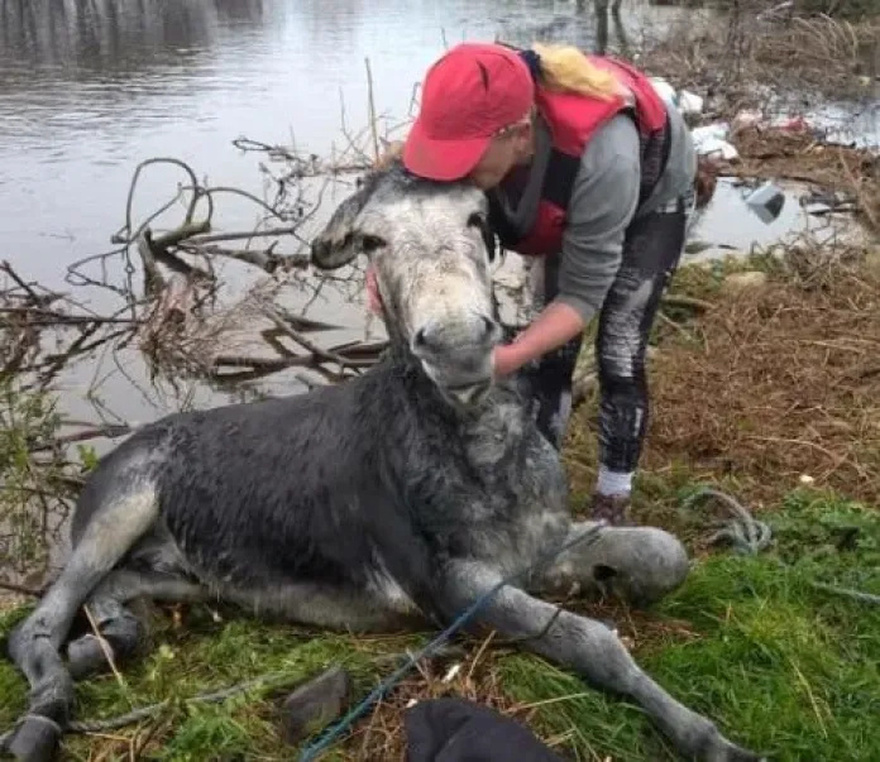 Rescue team saves donkey from rising floodwaters, but his unexpected ‘thank you’ that has them laughing