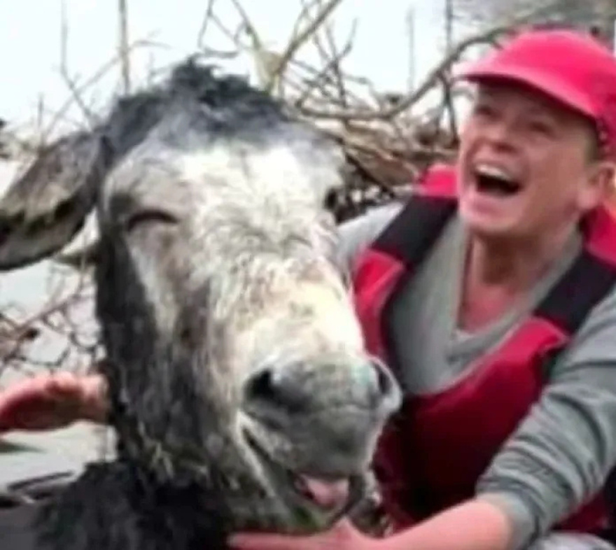 Rescue team saves donkey from rising floodwaters, but his unexpected ‘thank you’ that has them laughing