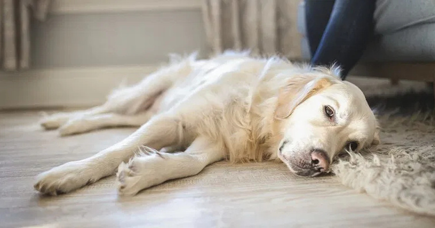 11 Signs Your Dog is Nearing the End