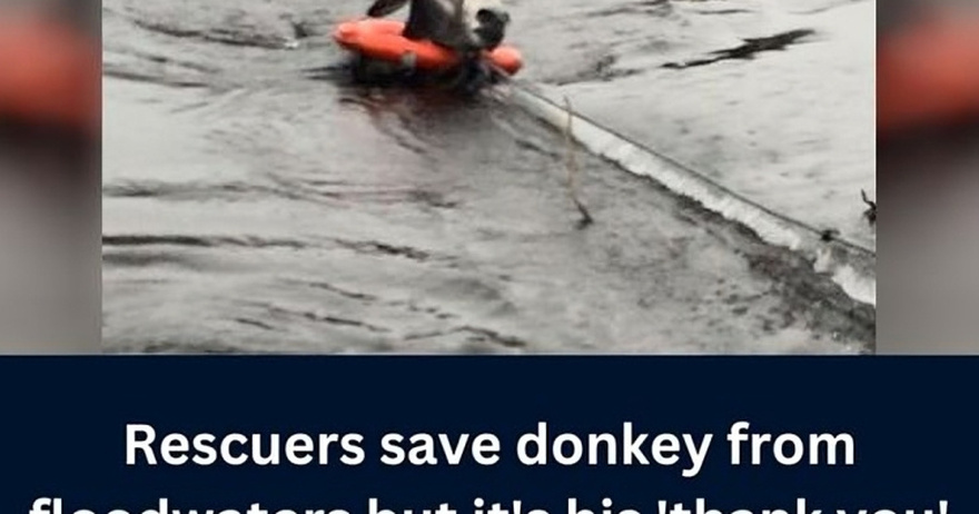 Rescue team saves donkey from rising floodwaters, but his unexpected ‘thank you’ that has them laughing