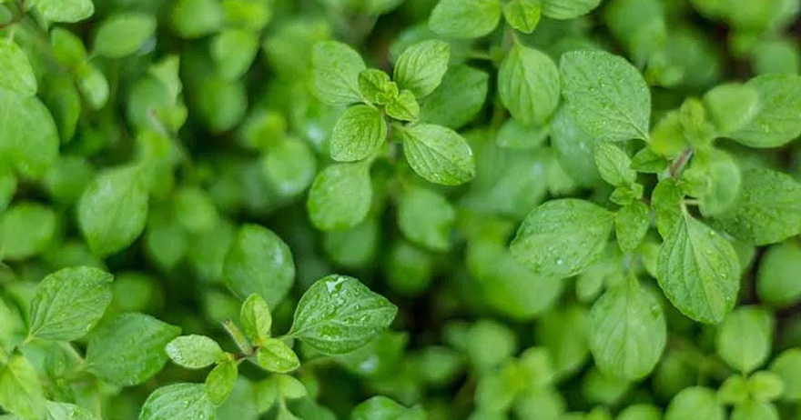 The Miracle Herb for Vision: A Natural Solution for Cataracts and Eye Health