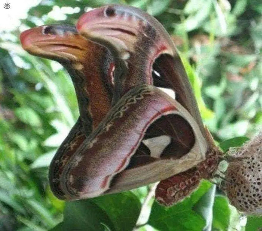 The Atlas moth disguises itself as a snake to survive