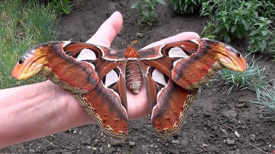 The Atlas moth disguises itself as a snake to survive