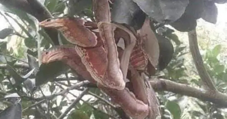 The Atlas moth disguises itself as a snake to survive