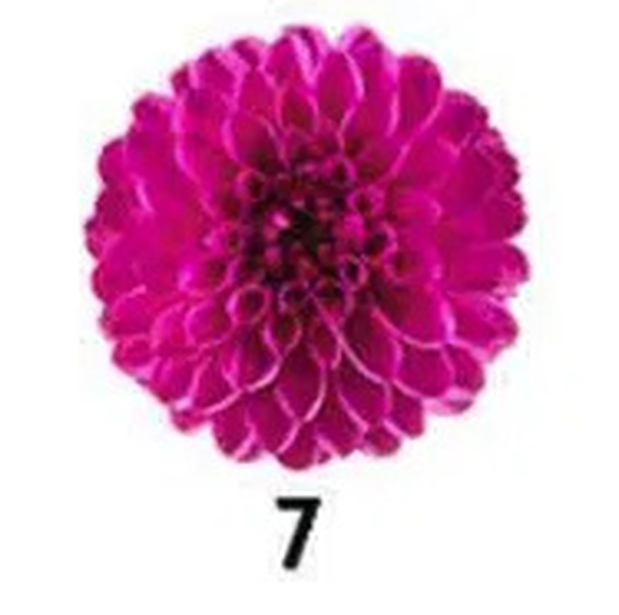 No Ch3ating. The Flower You Pick Will Reveal Your Truest Trait