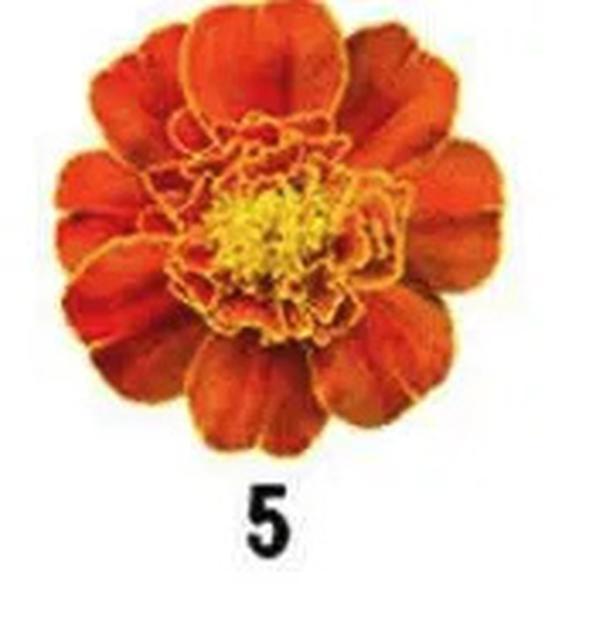 No Ch3ating. The Flower You Pick Will Reveal Your Truest Trait