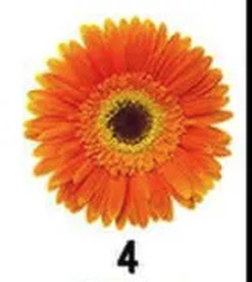 No Ch3ating. The Flower You Pick Will Reveal Your Truest Trait