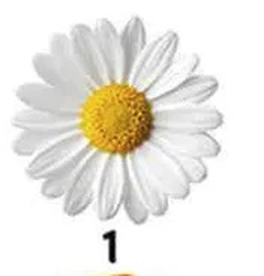 No Ch3ating. The Flower You Pick Will Reveal Your Truest Trait