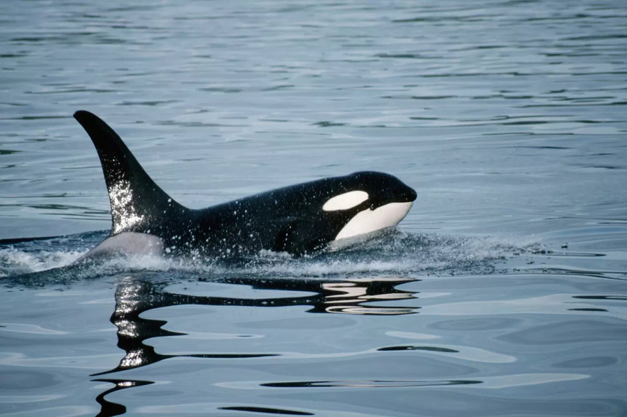 World’s first aerial footage of killer whales hunting and killing great white sharks is nature at its scariest