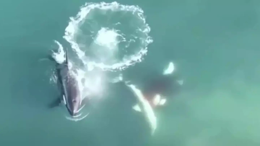 World’s first aerial footage of killer whales hunting and killing great white sharks is nature at its scariest