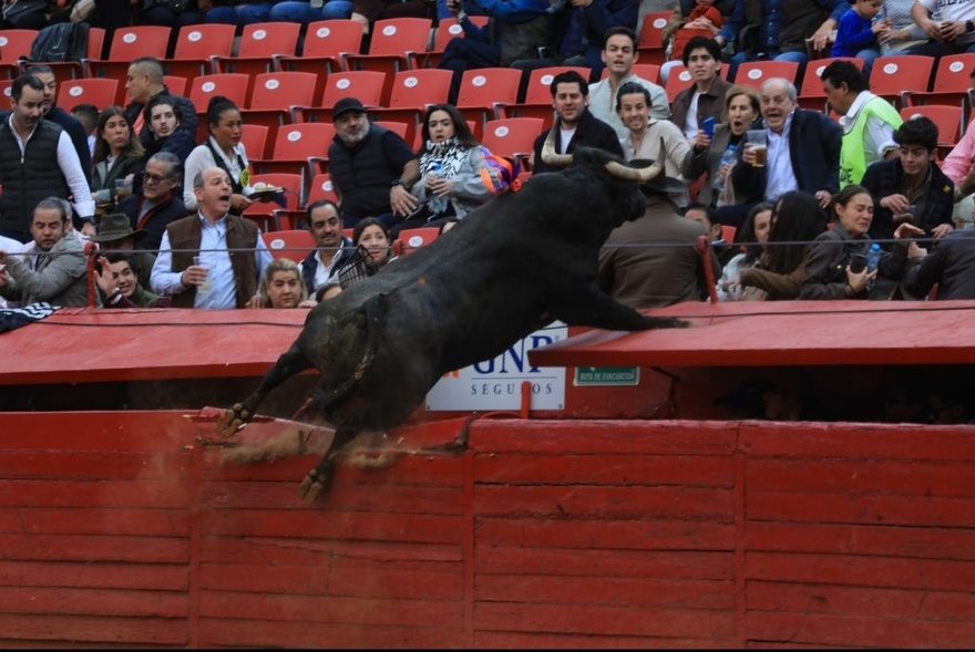 Crowd narrowly avoids injury after fighting bull leaps barrier during event in Mexico City