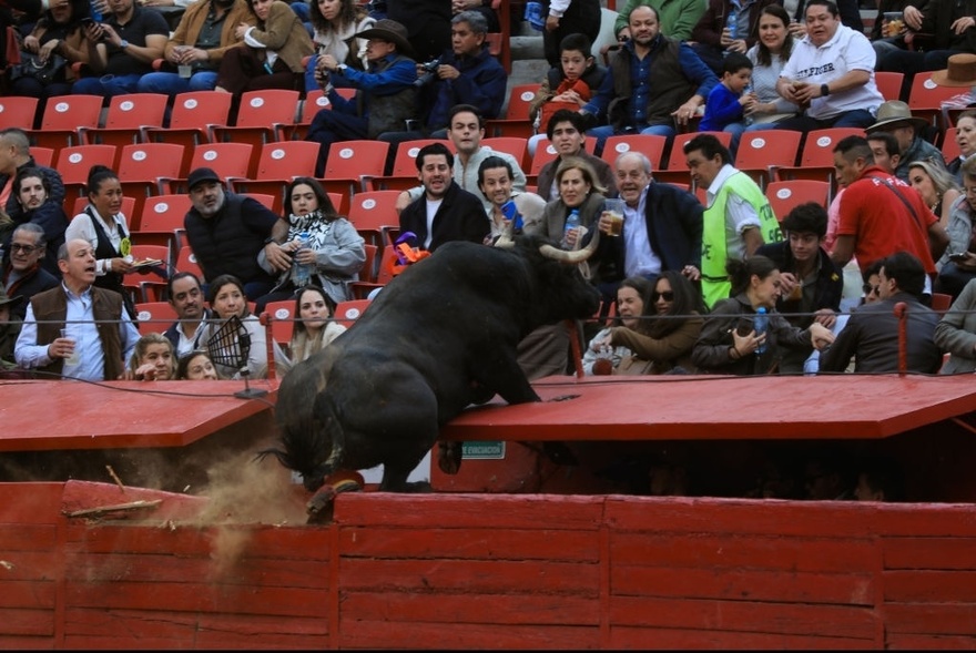 Crowd narrowly avoids injury after fighting bull leaps barrier during event in Mexico City