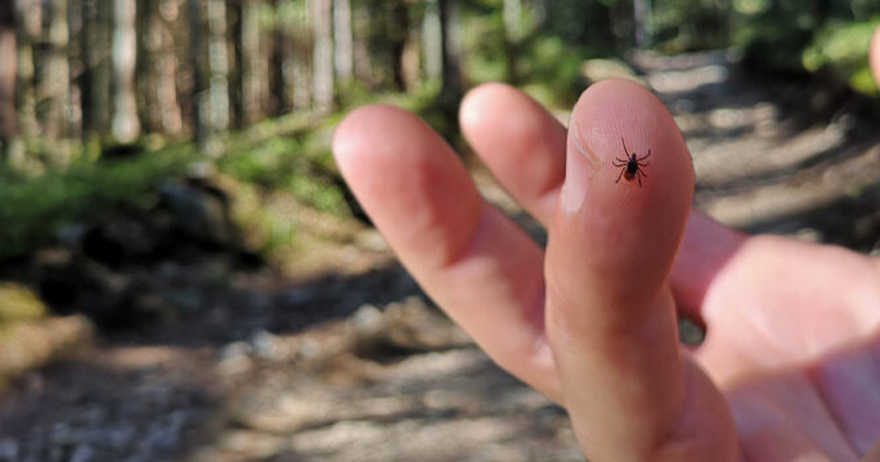 If you find ticks inside your home, here’s what you should know