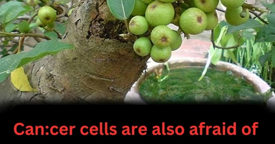 Can:er cells are also afraid of these 4 fruits, which are honored by the world and grow in many gardens