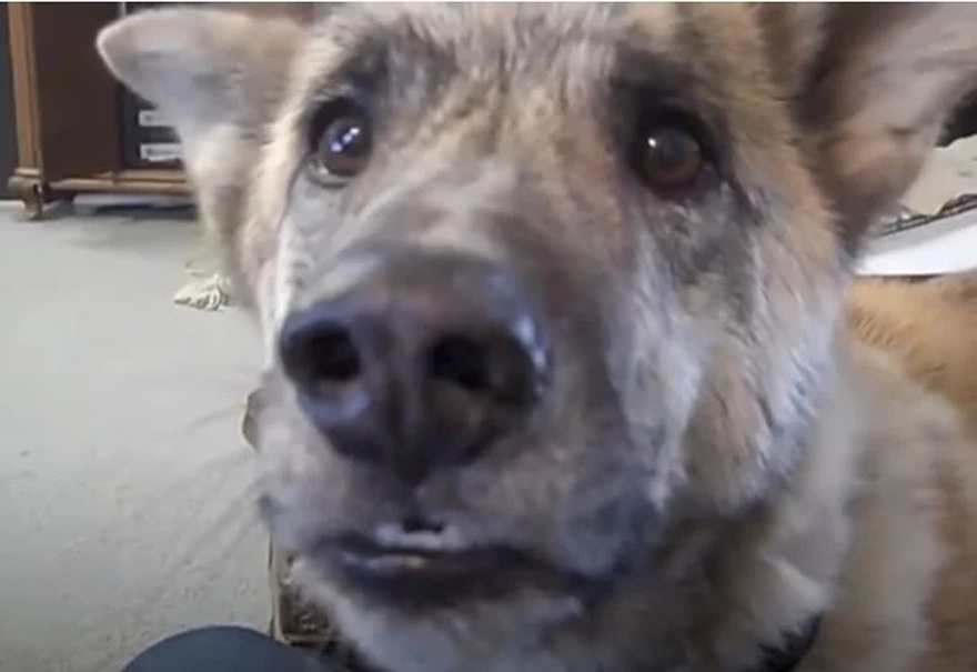 Owner tells dog he passed all the treats to the cats, over 200 million have watched his reply