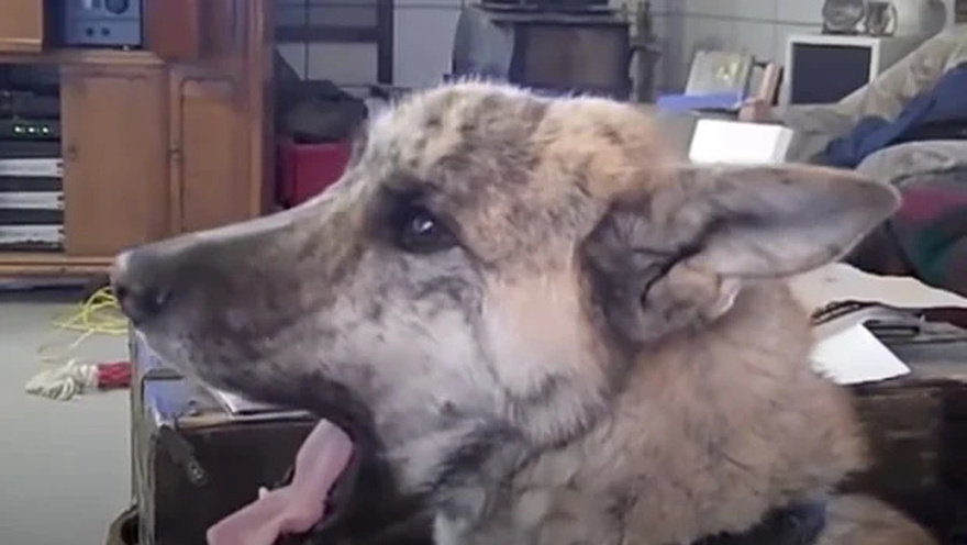 Owner tells dog he passed all the treats to the cats, over 200 million have watched his reply