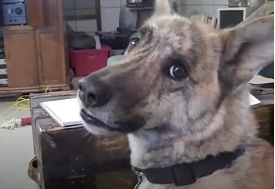 Owner tells dog he passed all the treats to the cats, over 200 million have watched his reply