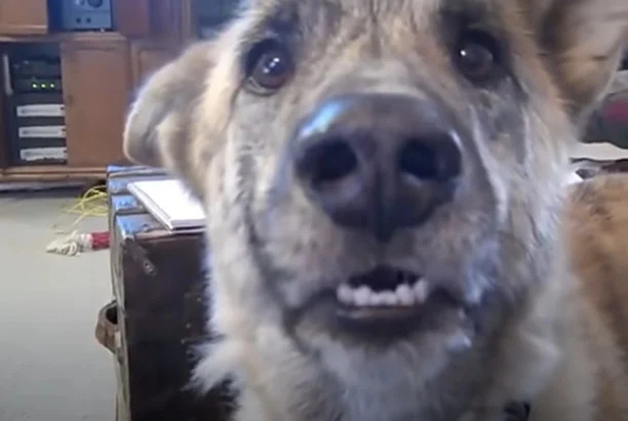 Owner tells dog he passed all the treats to the cats, over 200 million have watched his reply