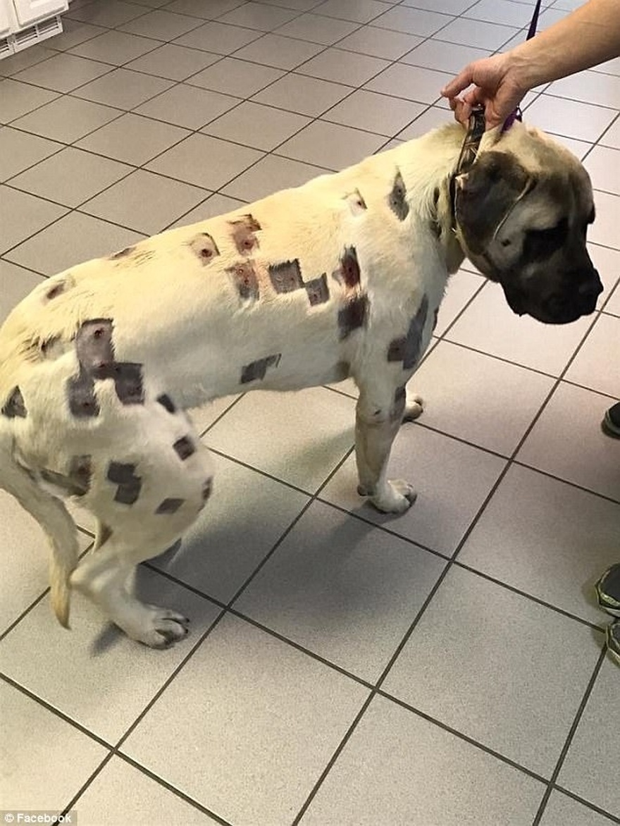 Dog shot over 70 times by BB gun makes recovery