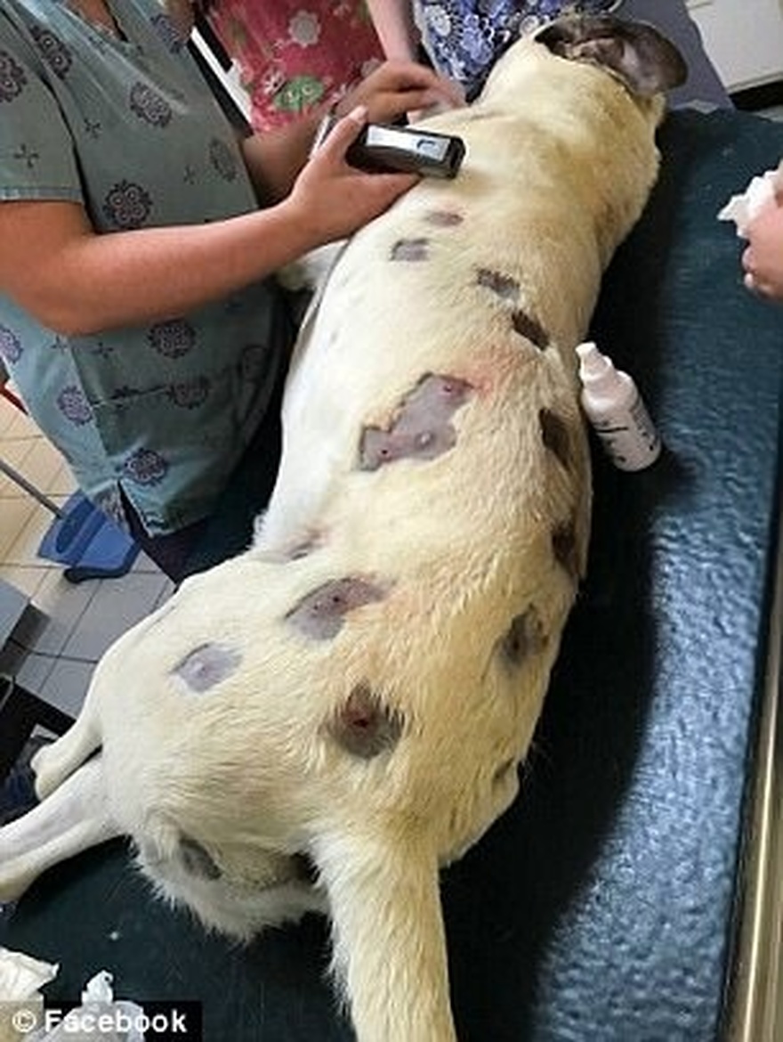 Dog shot over 70 times by BB gun makes recovery