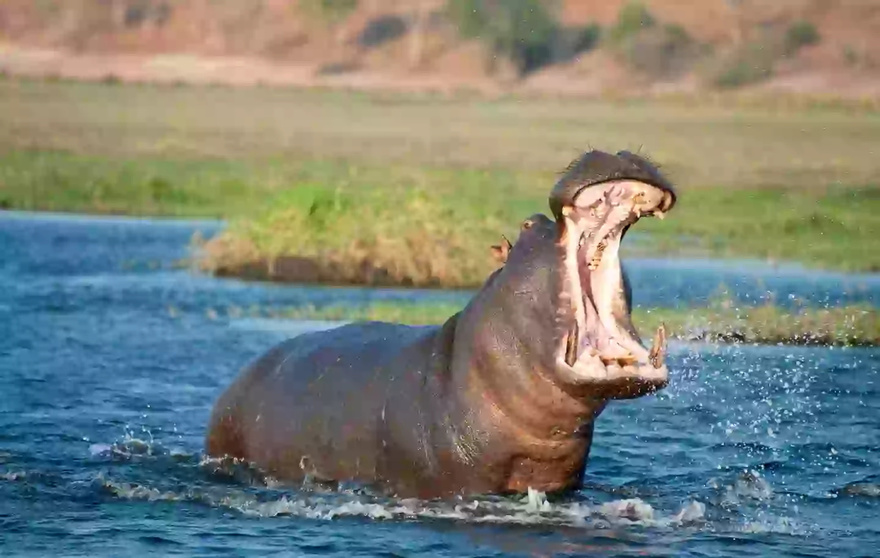 Man watched as wife was brutally killed by hippo on safari as lawsuit filed