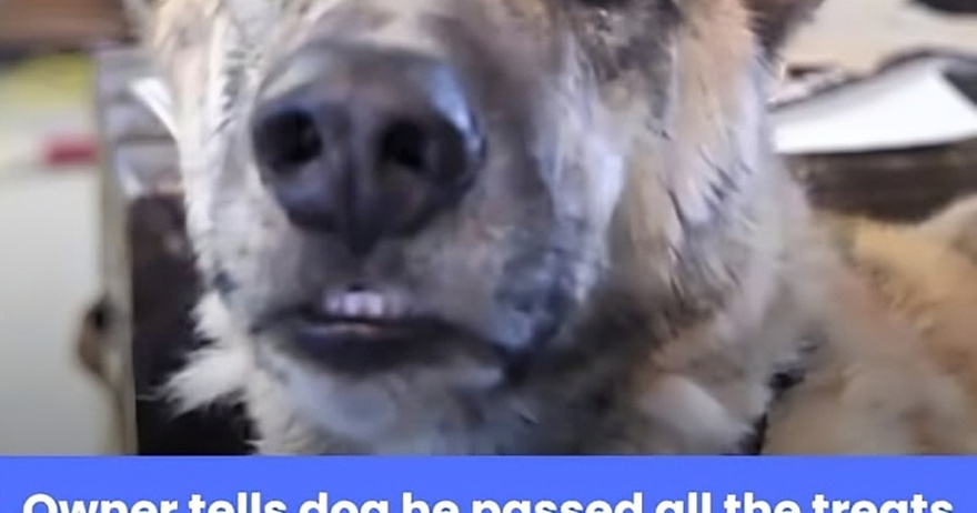 Owner tells dog he passed all the treats to the cats, over 200 million have watched his reply