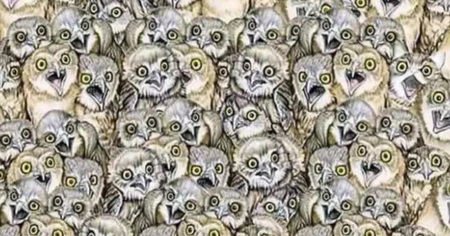 Find the hidden cat among the owls in under 20 seconds