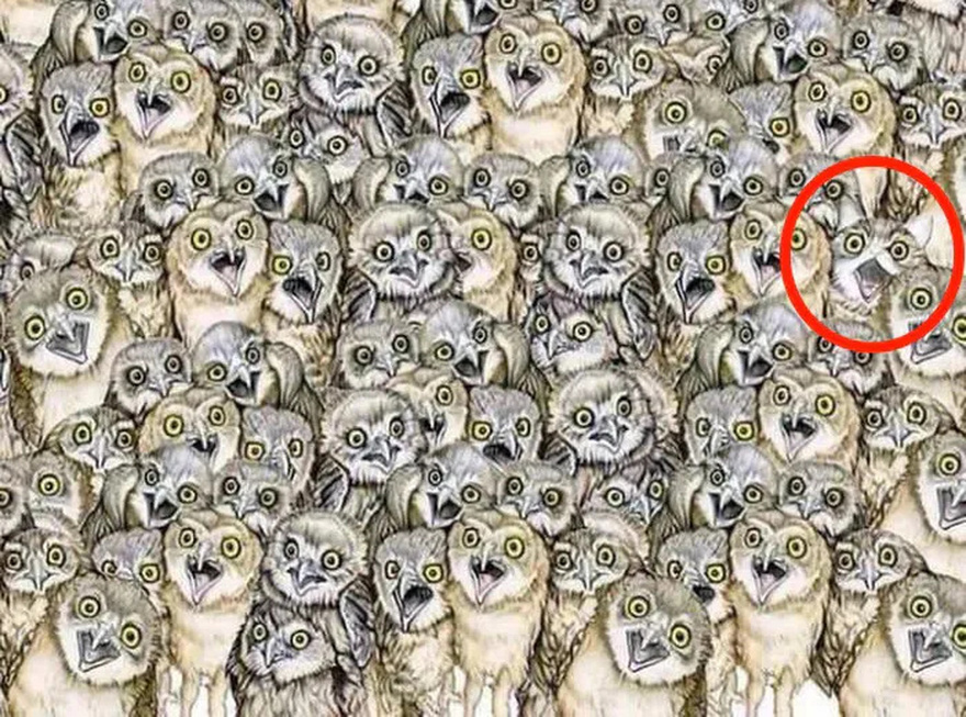 Find the hidden cat among the owls in under 20 seconds