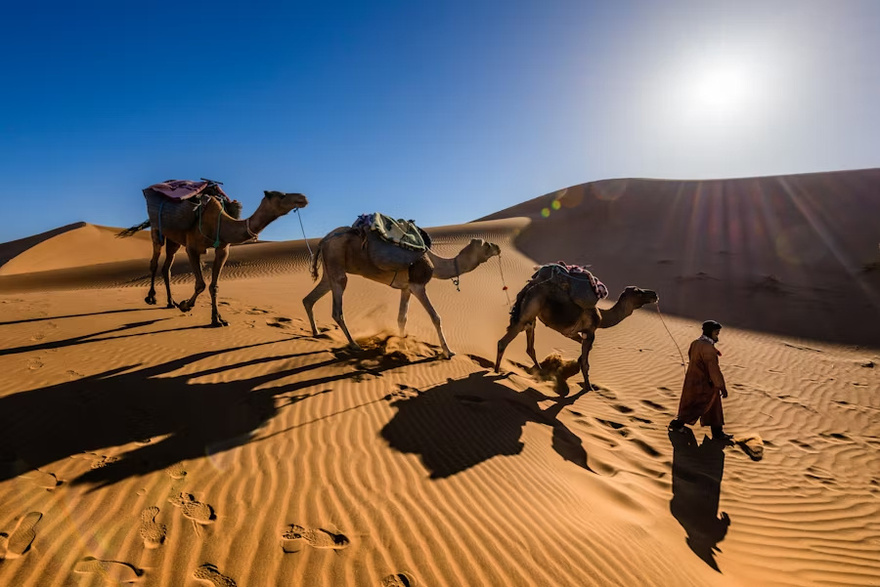 Furious Camel Takes Deadly Revenge After Being Left Tied Up in Scorching Heat All Day