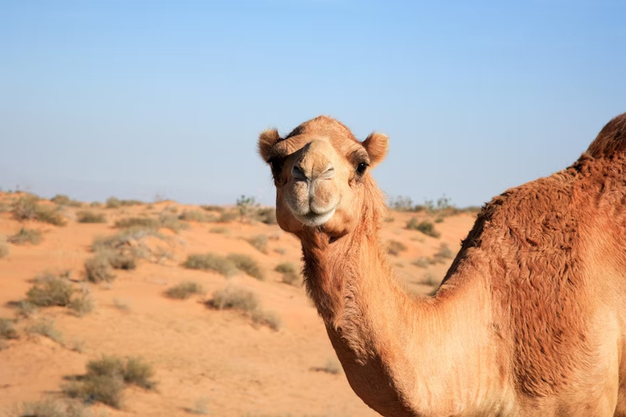 Furious Camel Takes Deadly Revenge After Being Left Tied Up in Scorching Heat All Day