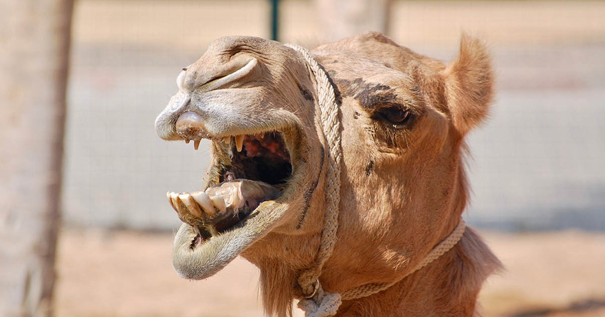 Furious Camel Takes Deadly Revenge After Being Left Tied Up in Scorching Heat All Day