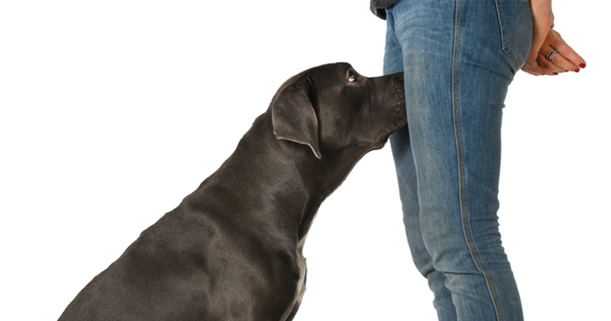 If your dog is sniffing your genital area, here is what it means