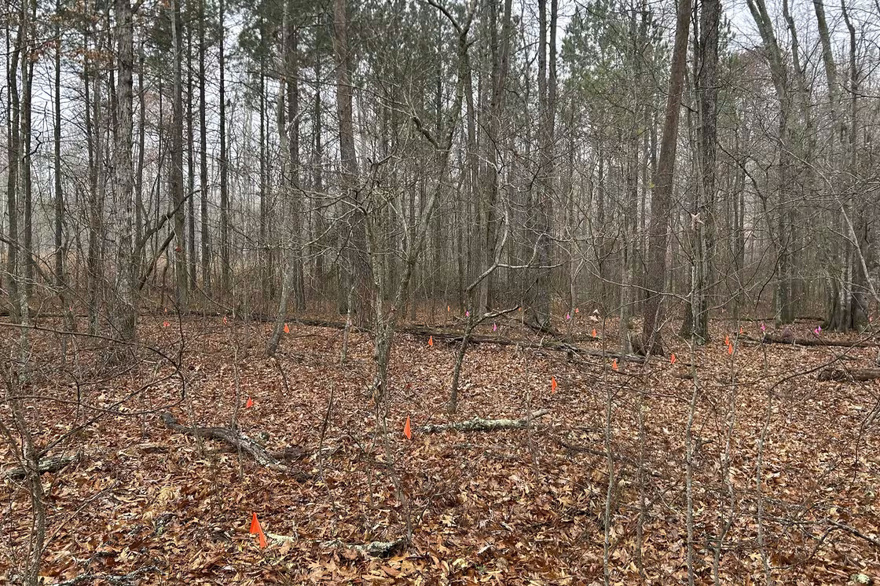 Black graves are being moved to make way for an industrial park in Virginia, drawing a mix of emotions