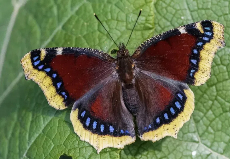 Don’t Touch These If You See Them on Your Plants