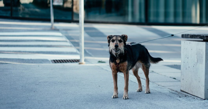 Every Day, A Dog Visits A Closed Store, And A Poor Boy Follows The Dog And Finds Out The Truth—Today’s Story