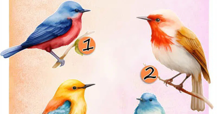 Pick Your Robin – It Reveals Who Walks By Your Side