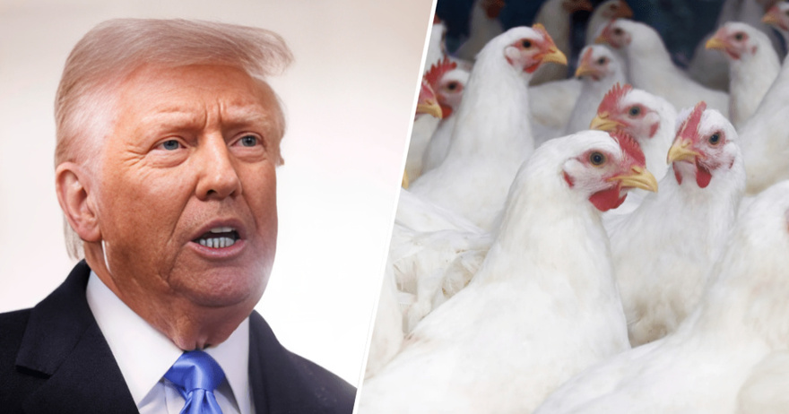 Trump’s drive to reshape government threatens bird flu response