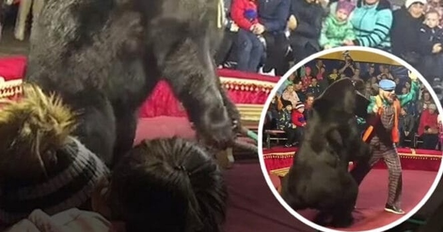 Horrifying moment massive 600lb circus bear attacks its owner