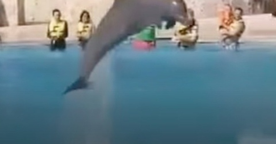 Horrific moment captive dolphin ‘jumps to its death’ in front of audience at popular resort