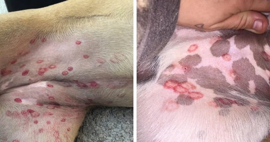 Vet reveals why red bites are appearing on dogs’ stomachs