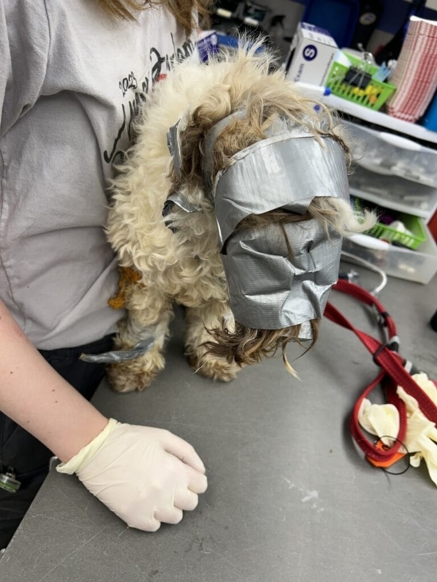 Dog found in dumpster wrapped up in duct tape: “I have never seen anything like it”