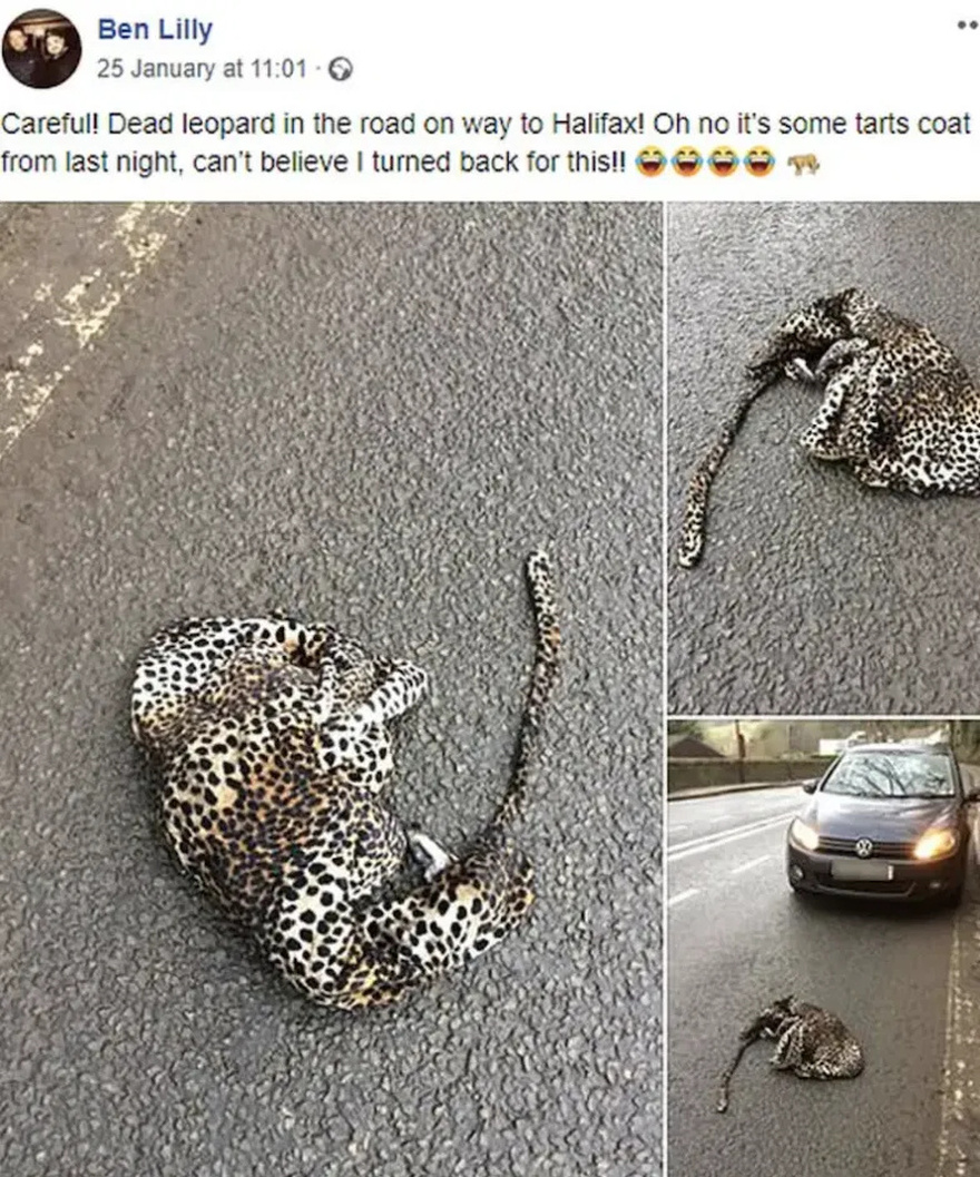 Man pulls over out of concern that a wounded leopard may be lying on the road.