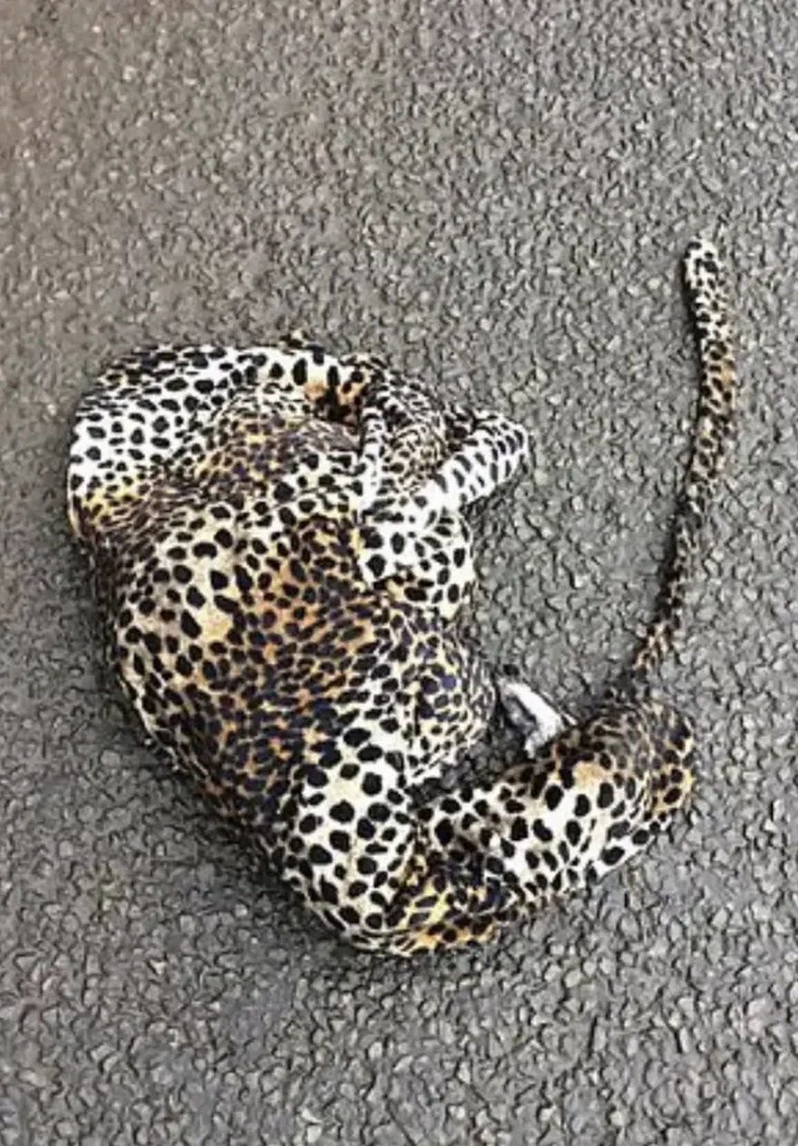 Man pulls over out of concern that a wounded leopard may be lying on the road.