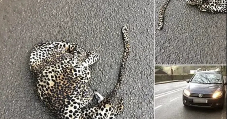 Man pulls over out of concern that a wounded leopard may be lying on the road.